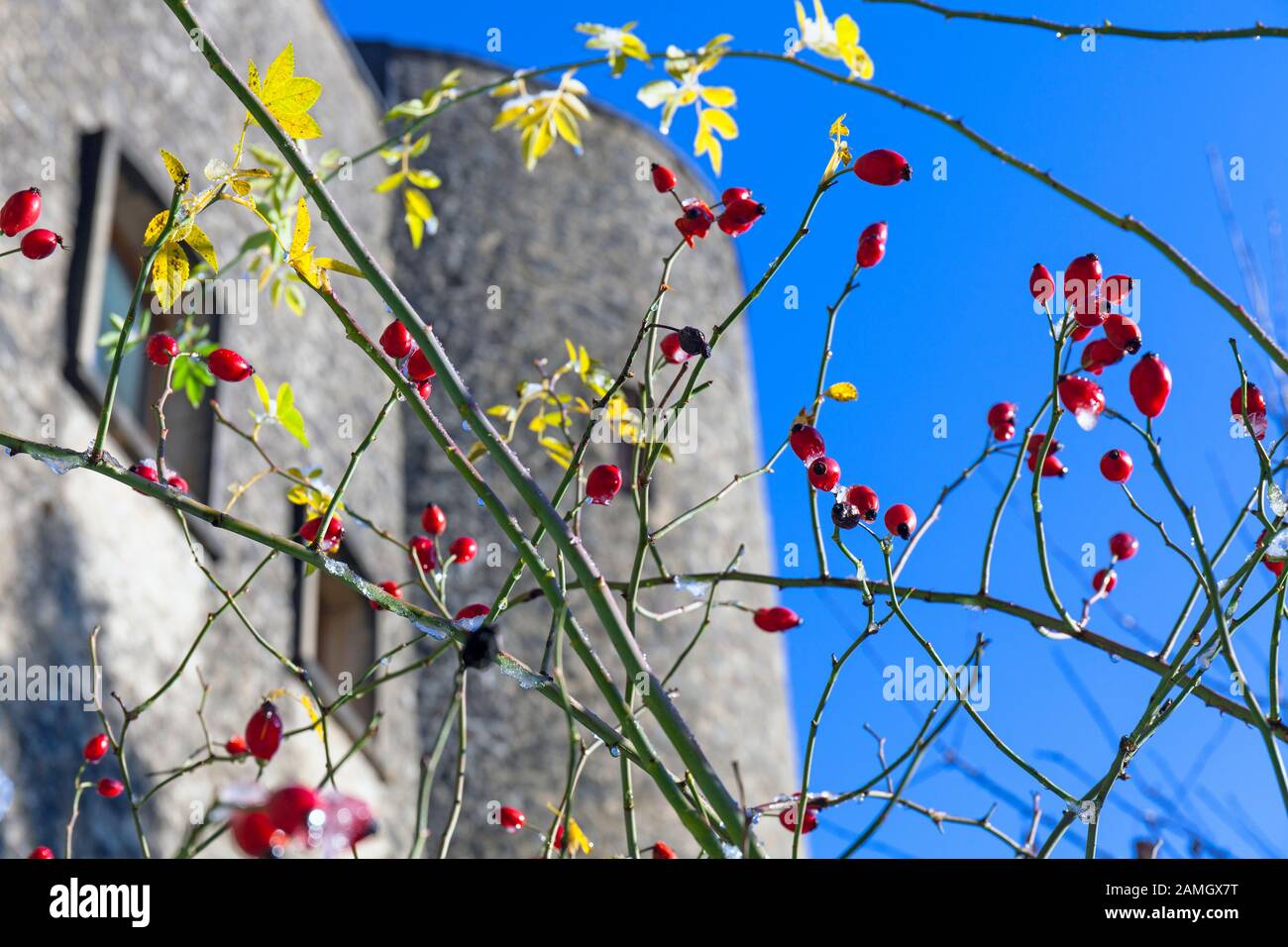 Europa, Lussemburgo, Septfontaines, Castello di Septfontaines (Buerg vu Simmer) con canovini nella neve Foto Stock