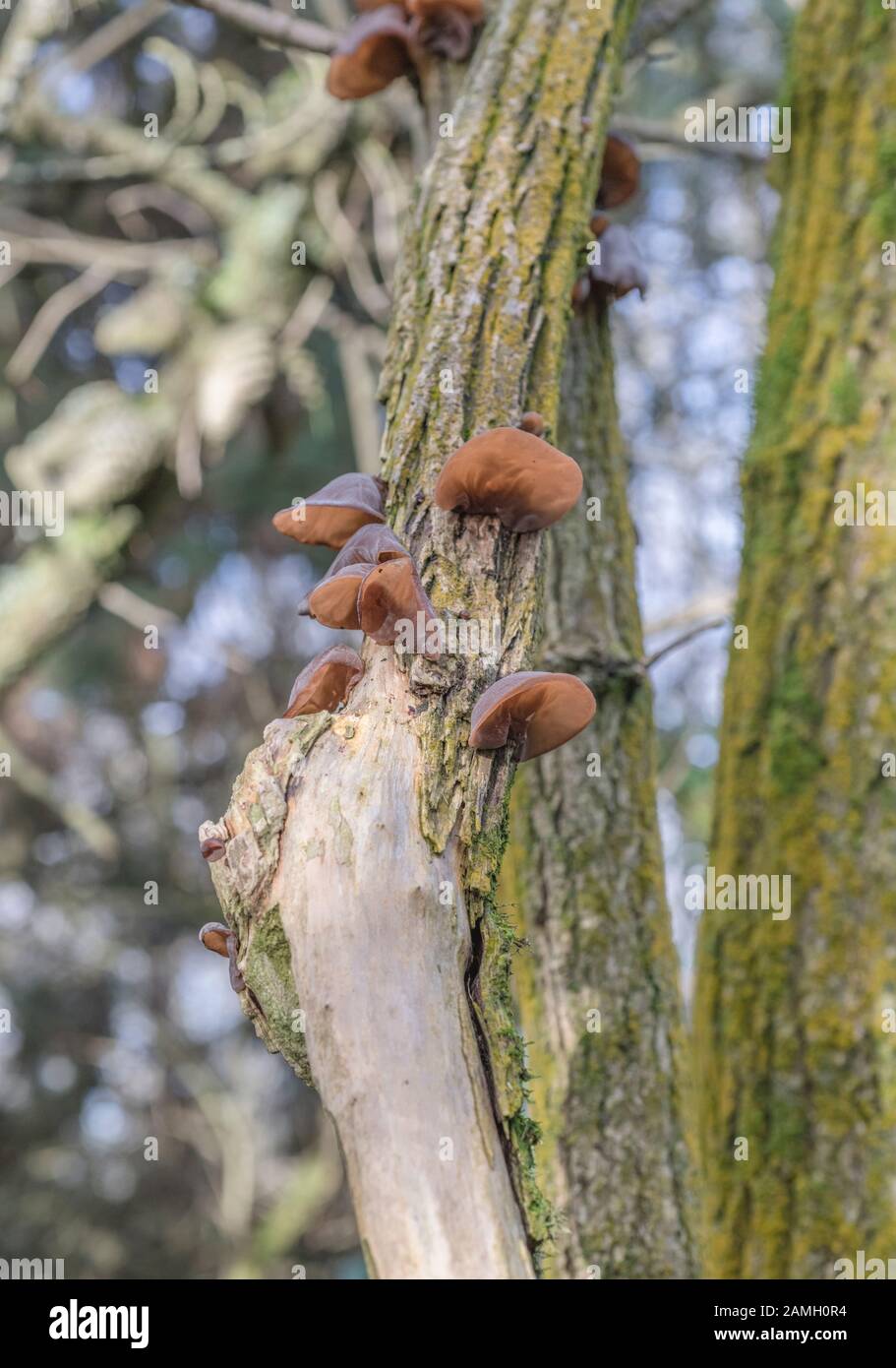 Orecchie di legno / Ear fungus dell'ebreo - Auricularia auricula-judae - su anziano comune / Sambucus nigra. Foraggio, forato cibo, legno orecchi funghi. Foto Stock