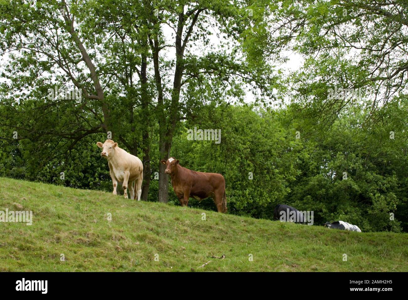 Mucche in pascolo collinare vicino al villaggio di Hambledon, Hampshire, Inghilterra, Regno Unito Foto Stock