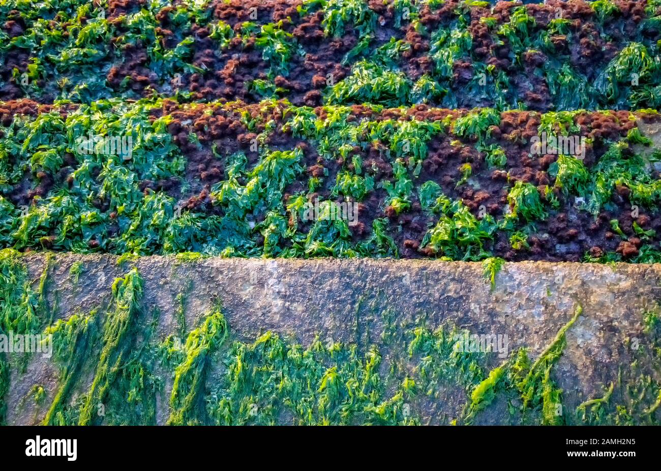 Un mazzo di alghe verdi marine Foto Stock