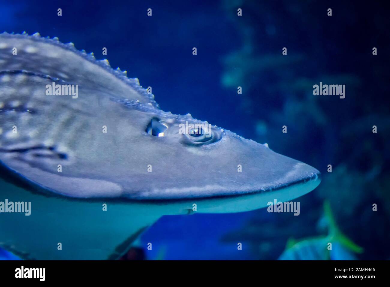 Stingray meridionale - DASYATIS AMERICANA in acque costiere tropicali dell'oceano Pacifico. Foto Stock