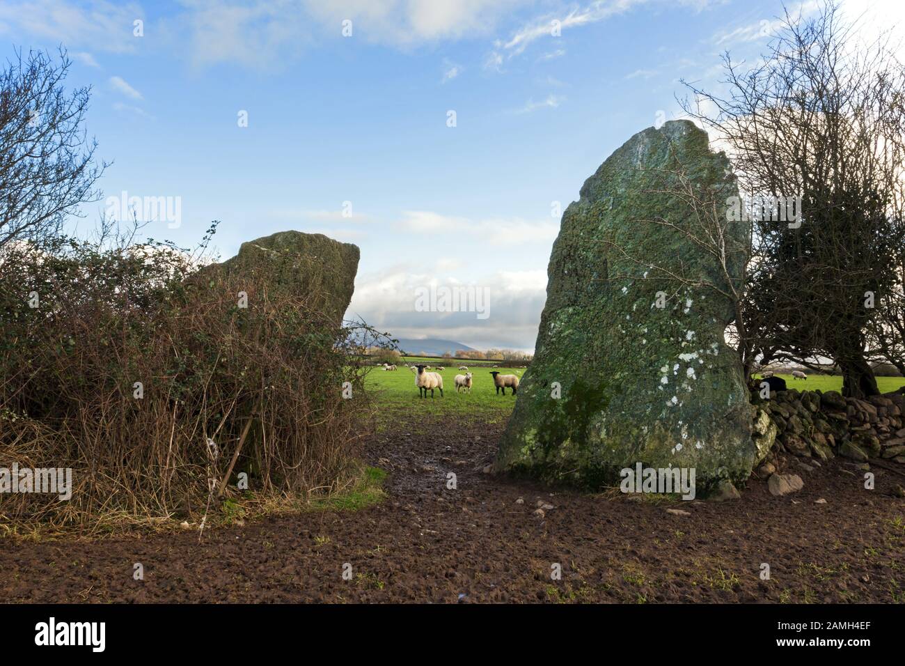 Bryn Gwyn Stones in piedi su Anglesey sono i più alti del Galles con uno che raggiunge quasi 4m. Risalgono al 2nd Millenium BC. Foto Stock