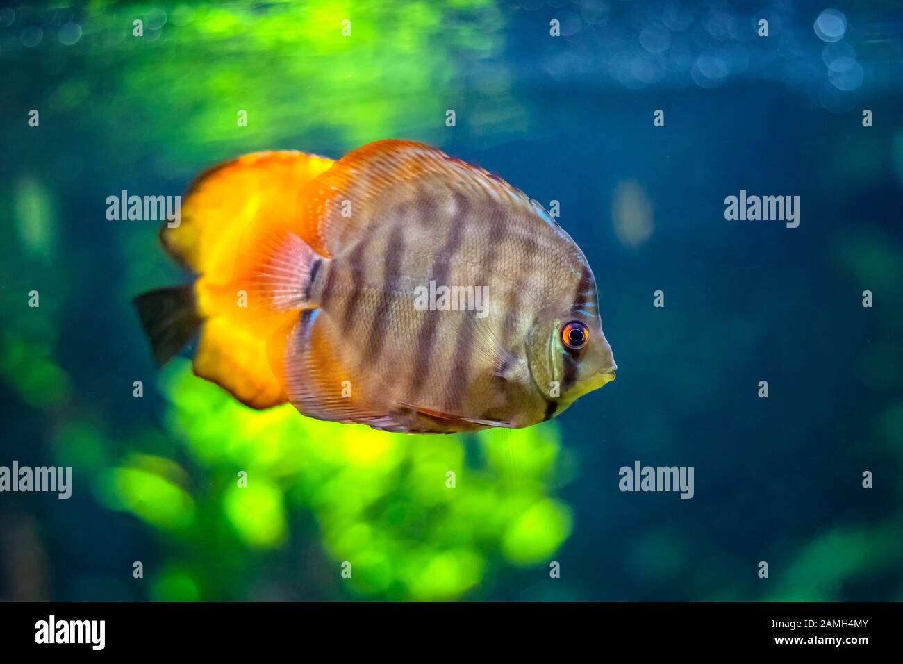 Symphysodon, noto come discus, è un genere di cichlids nativo del bacino del fiume Amazzonia in Sud America. Foto Stock