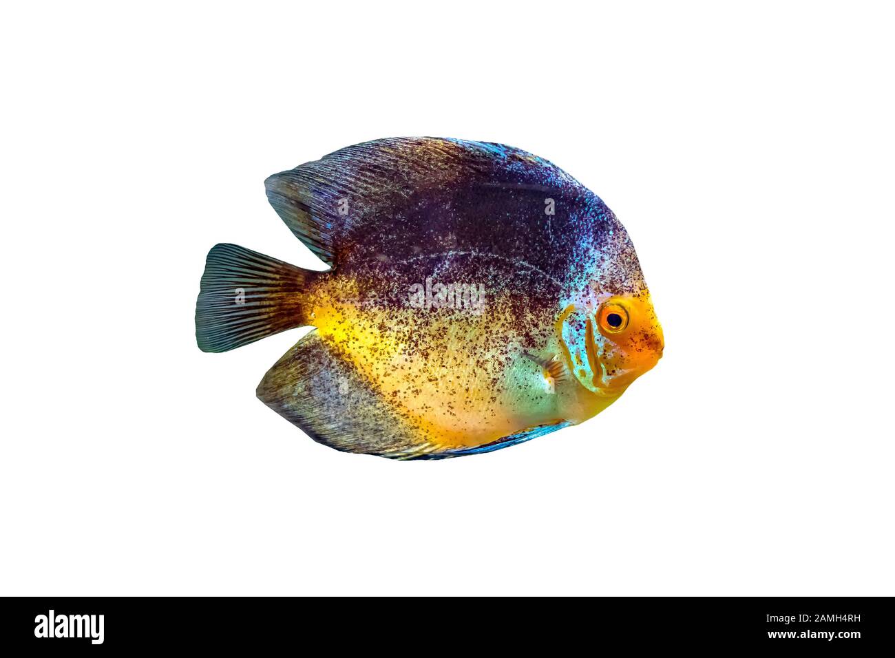 Symphysodon, noto come discus, è un genere di cichlids nativo del bacino del fiume Amazzonia in Sud America. Foto Stock