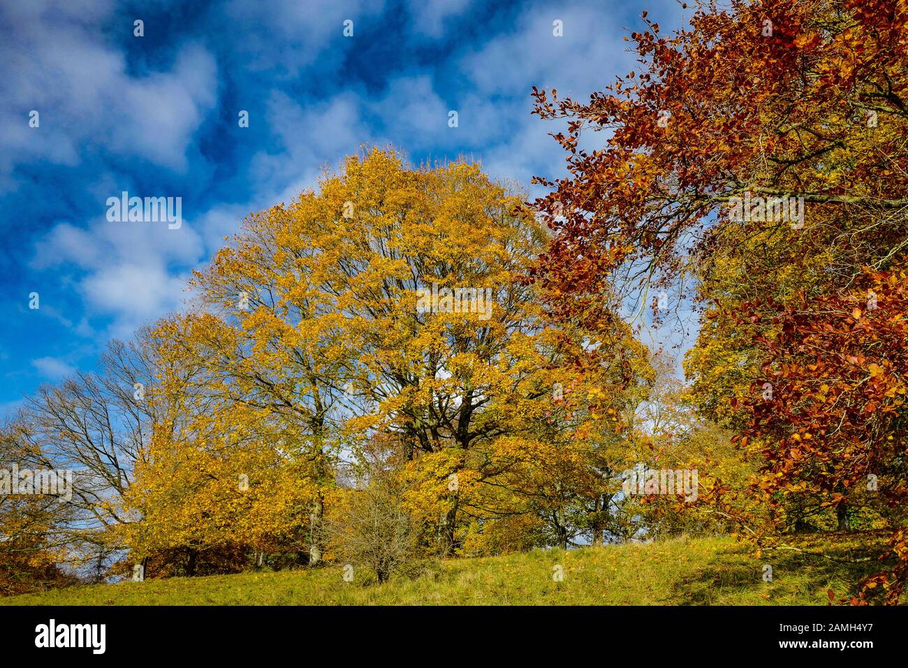Alberi d'autunno, Westonbirt, Cotswolds, Regno Unito Foto Stock
