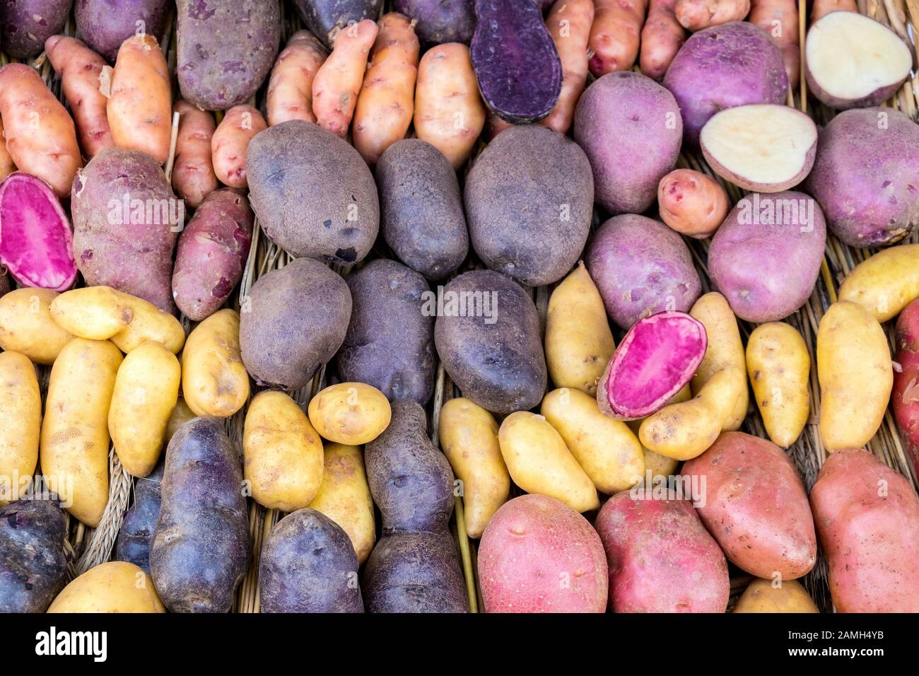 Visualizzazione di varietà di patate multicolore Foto Stock
