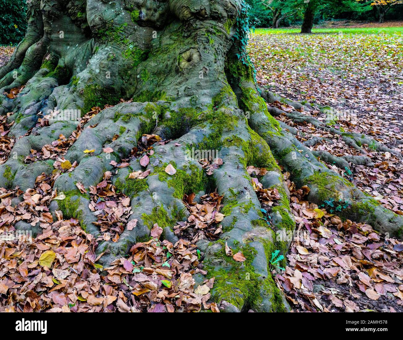 Albero di radici gignarled in autunno Foto Stock