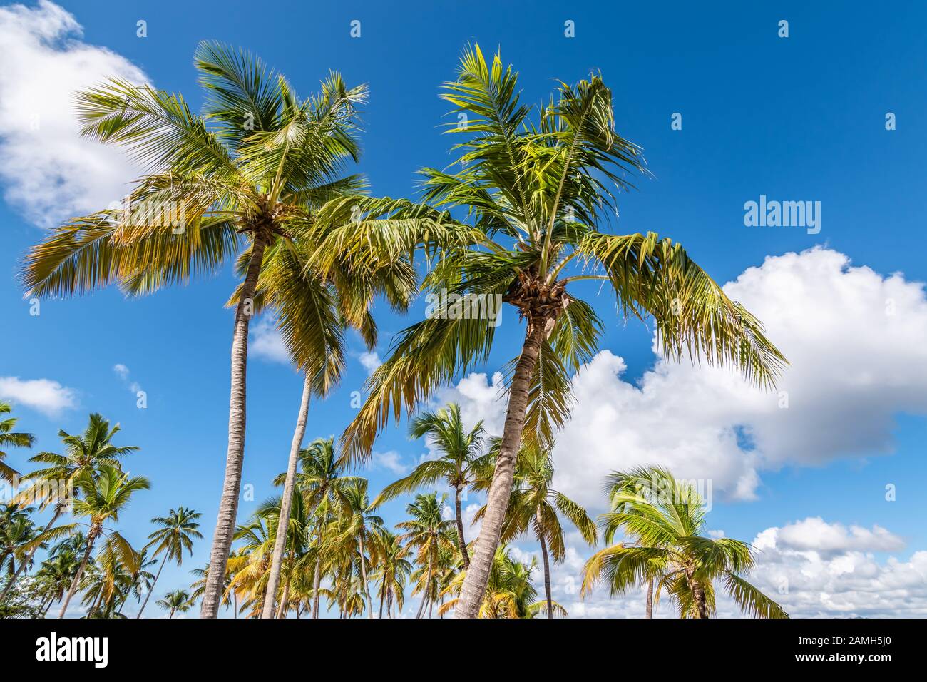 Alberi di palma su una spiaggia della Repubblica Dominicana, dei Caraibi. Foto Stock