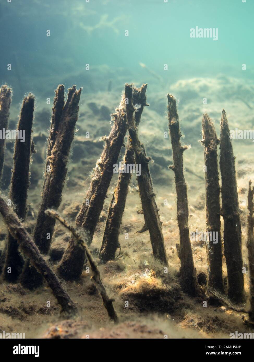 Gli stocchi di legno del pesce antiche strutture trap sul fondo del lago Foto Stock