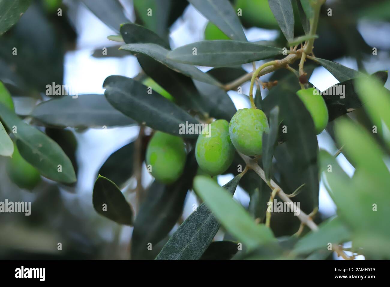 Olive su un albero, frutte crescenti Foto Stock