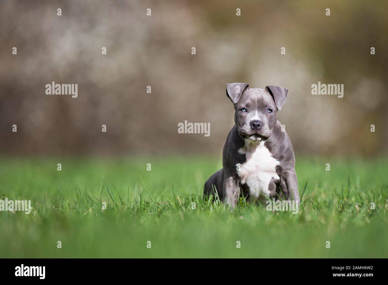 Staffordshire Terrier Puppy seduta in prato, Austria Foto Stock