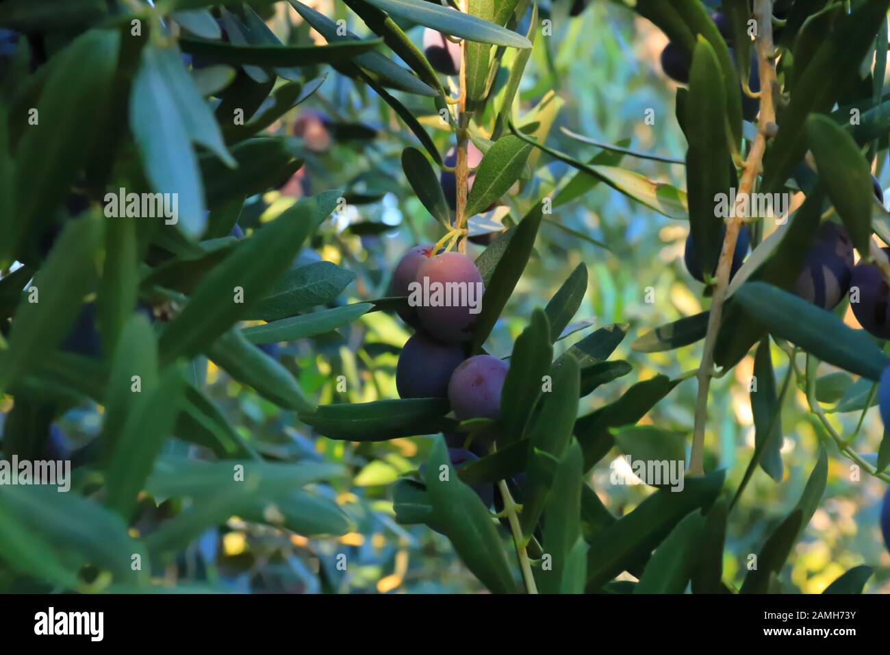 Olive su un albero, frutte crescenti Foto Stock