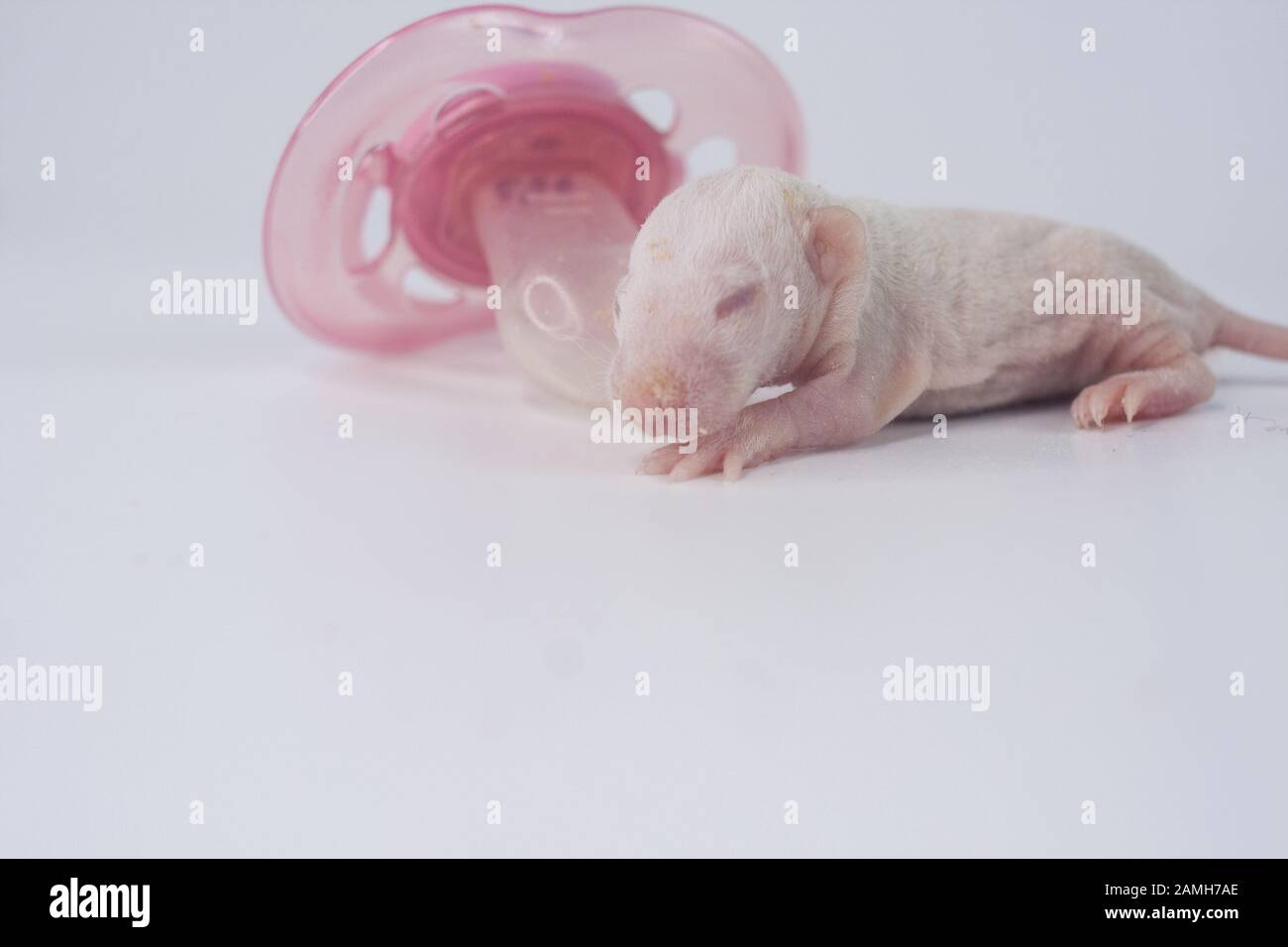 Germe Rat bambino senza capelli, neonato topo con ciuccio rosa in lattice. Calendario cinese 2020. Capodanno Asiatico. Foto Stock