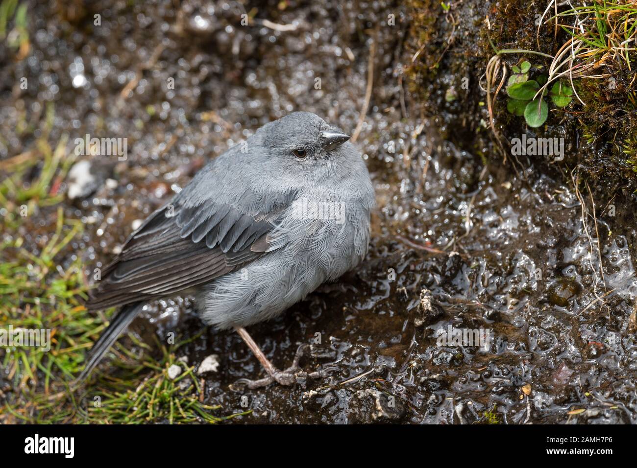 Frassato di cenere Sierra-finch - Geospizopsis plebejus, alto-altitudine perching uccello dalle Ande, Antisana, Ecuador. Foto Stock