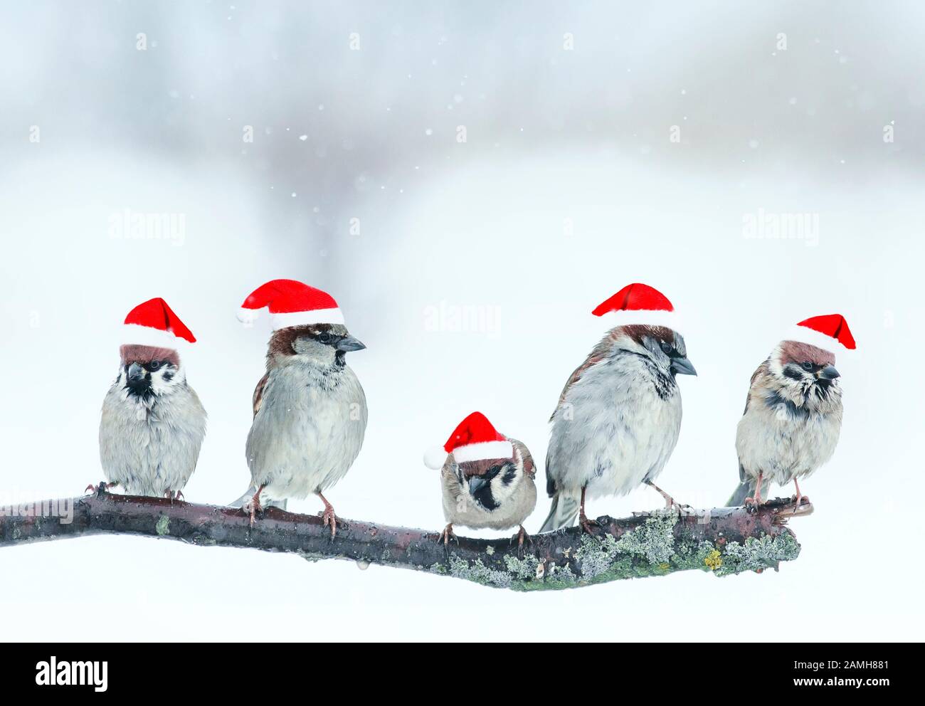 Sfondo naturale festoso con cinque piccoli uccelli divertenti in eleganti cappelli rossi Santa nel giardino di Natale Foto Stock