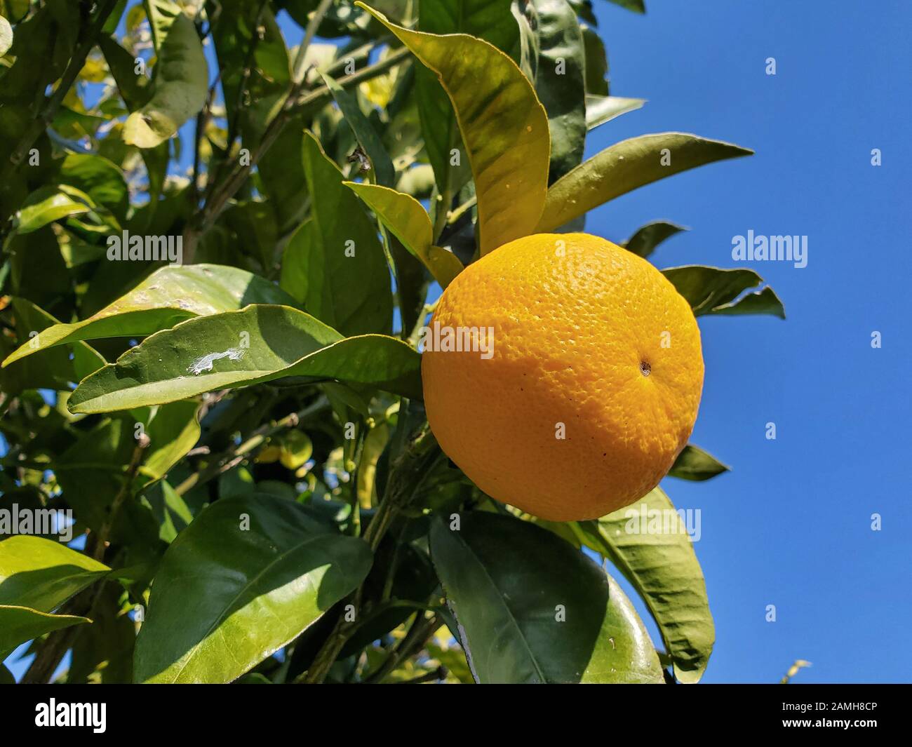 La gente raccoglie l'arancia italiana, la frutta genuina fatta in casa, il prodotto invernale Foto Stock