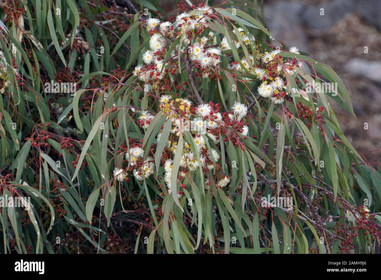 Eukalyptus-Blüte, Eucalipto globulus, Puerto de Mogan, Gran Canaria Spanien Foto Stock