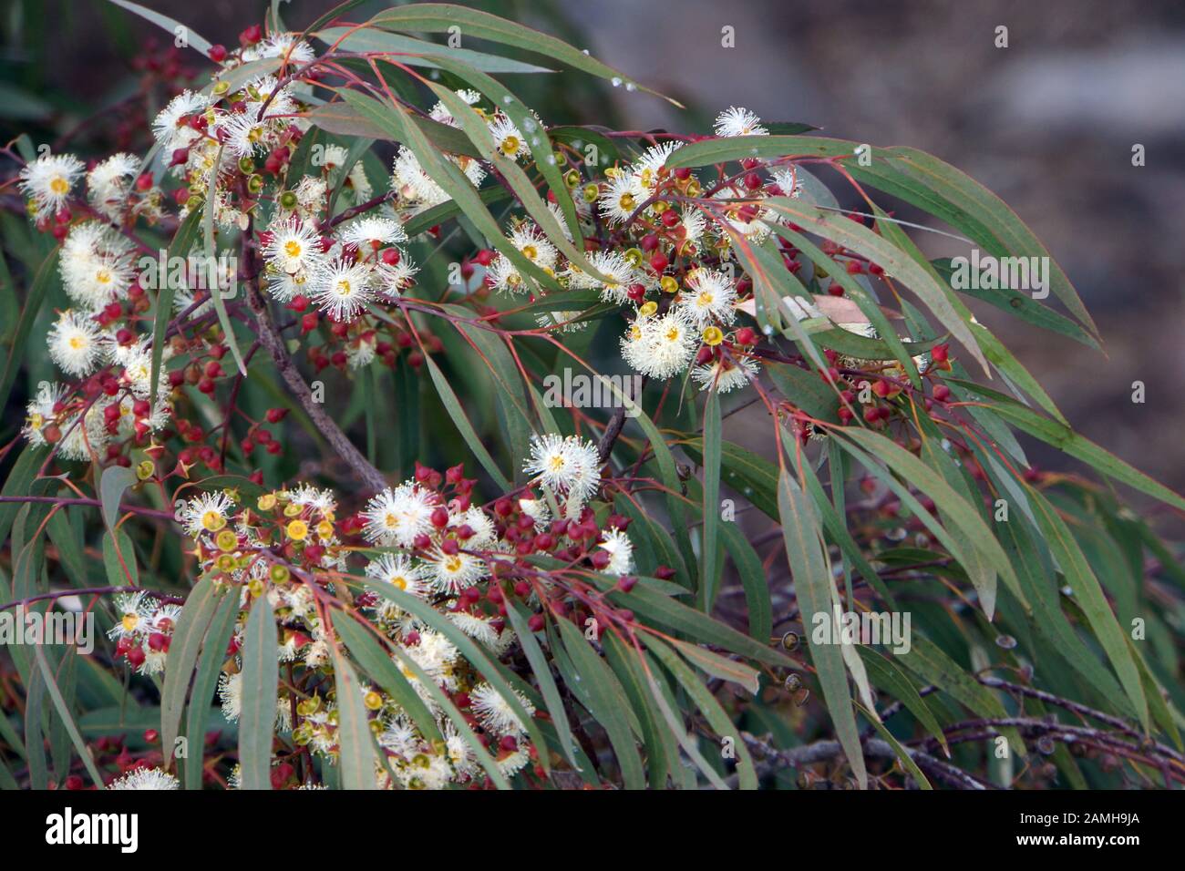 Eukalyptus-Blüte, Eucalipto globulus, Puerto de Mogan, Gran Canaria Spanien Foto Stock