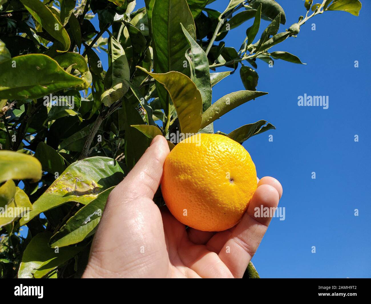 La gente raccoglie l'arancia italiana, la frutta genuina fatta in casa, il prodotto invernale Foto Stock