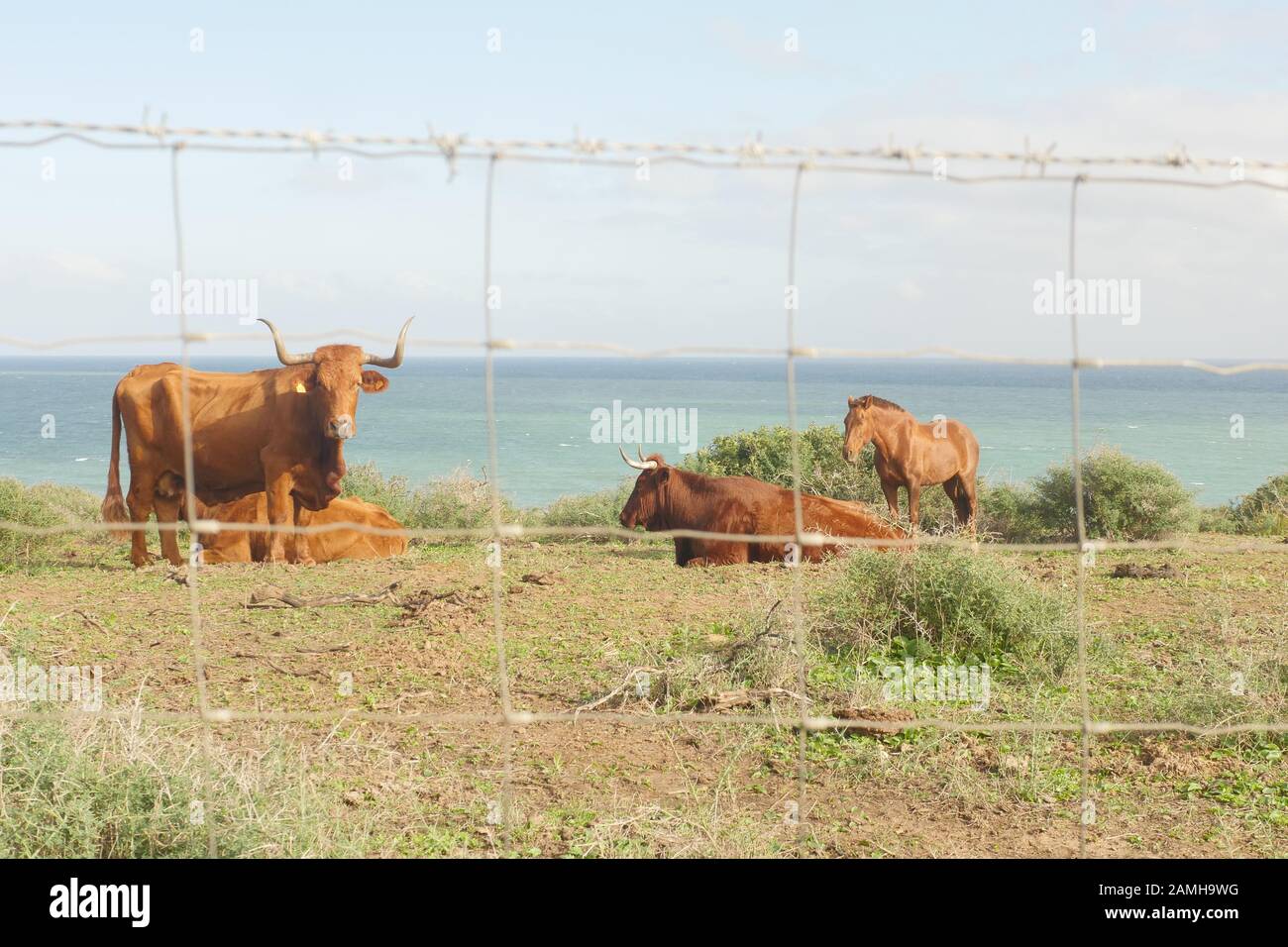 Mucche in un campo in Spagna con un toro e un cavallo che guarda sopra. Foto Stock