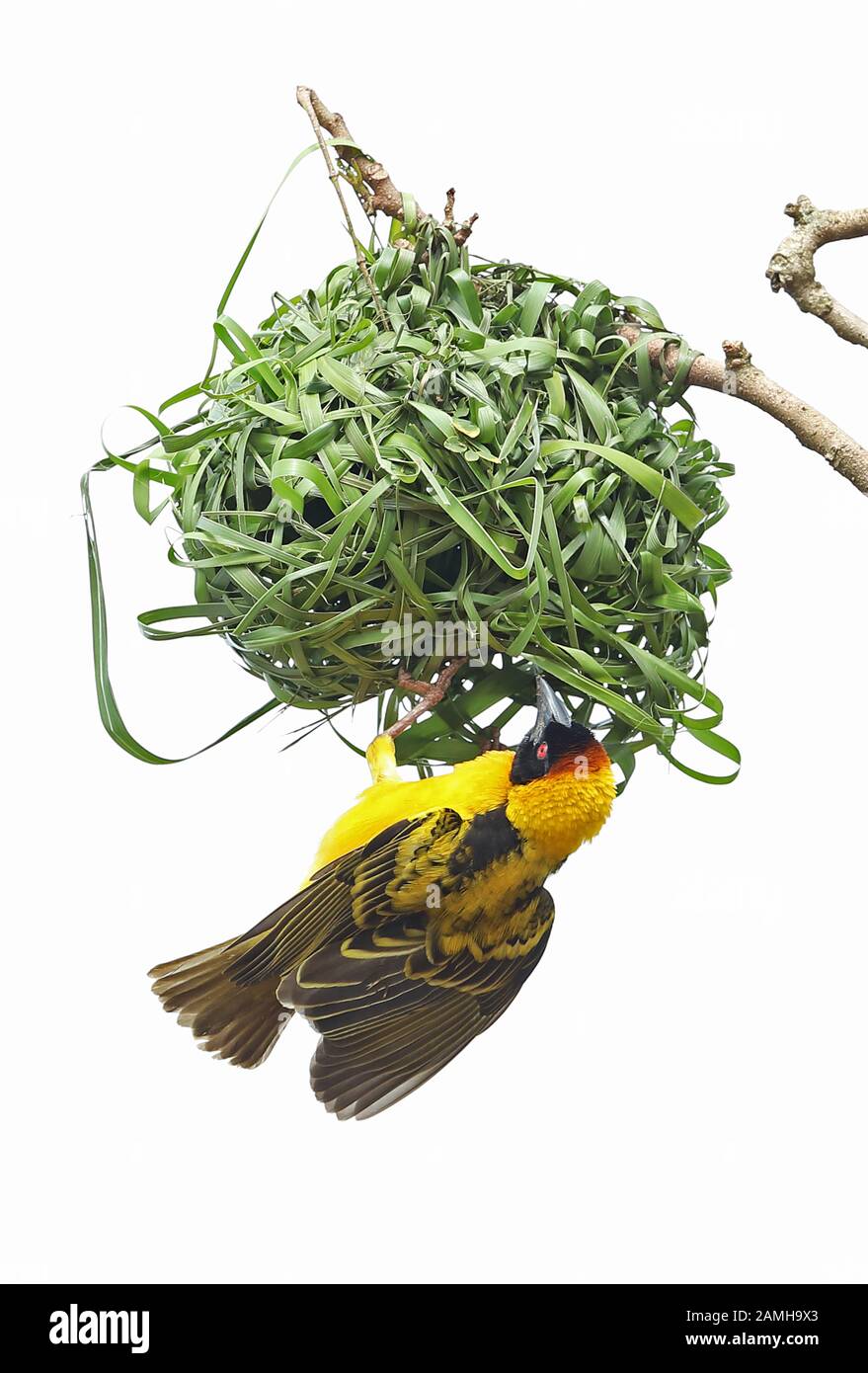 Village Weaver (Ploceus cucullatus cucullatus) uomo adulto in mostra dal Nest Lake Mburo National Park, Uganda novembre Foto Stock