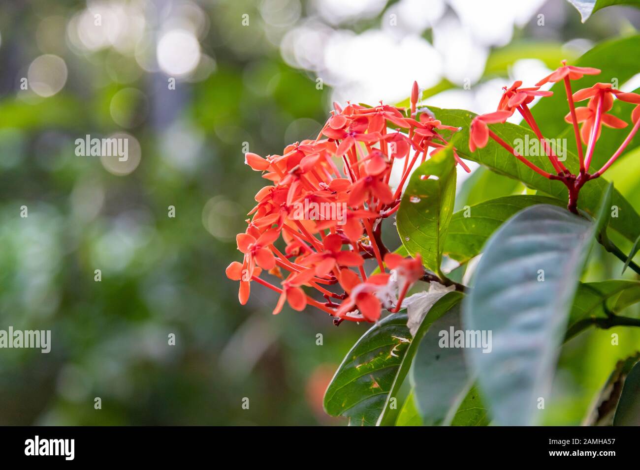 fiori rossi sullo sfondo della natura, forma di fiori spiky, processo tonico Foto Stock