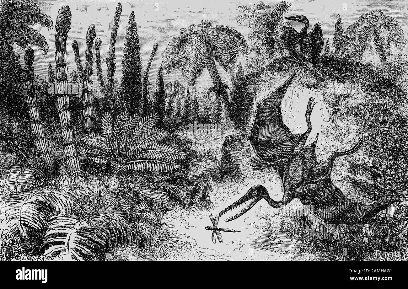 Pterodactylus è un genere estinto di pterosaurs, comunemente conosciuto come pterodactyls e pensato per contenere soltanto una specie singola - Pterodactylus antiquus, la prima specie di pterosaur da denominare ed identificare come rettile volante. Era un carnivoro e probabilmente si era predato sul pesce e su altri piccoli animali. Come tutti i pterosauri, Pterodactylus aveva ali formate da una membrana della pelle e del muscolo che si estende dal suo quarto dito allungato ai suoi arti posteriori. Ha vissuto durante l'epoca Pliocene esteso da 5.333 milioni di yaers fa a 2.58 milioni di anni fa. Foto Stock