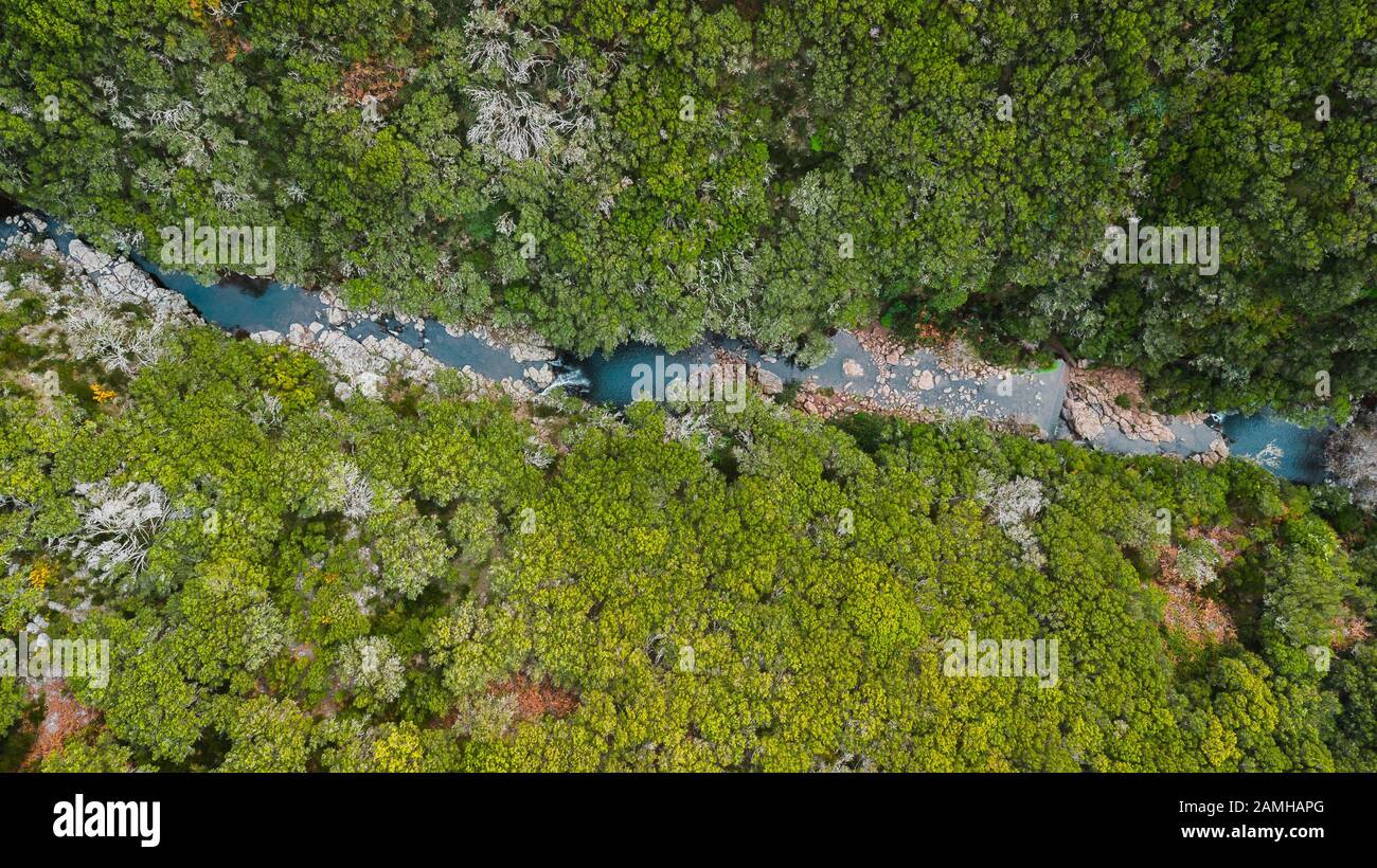 Vista aerea dei droni che guarda il ruscello d'acqua che scorre attraverso gli alti alberi della foresta in 'Paul da Serra', isola di Madeira, Portogallo Foto Stock