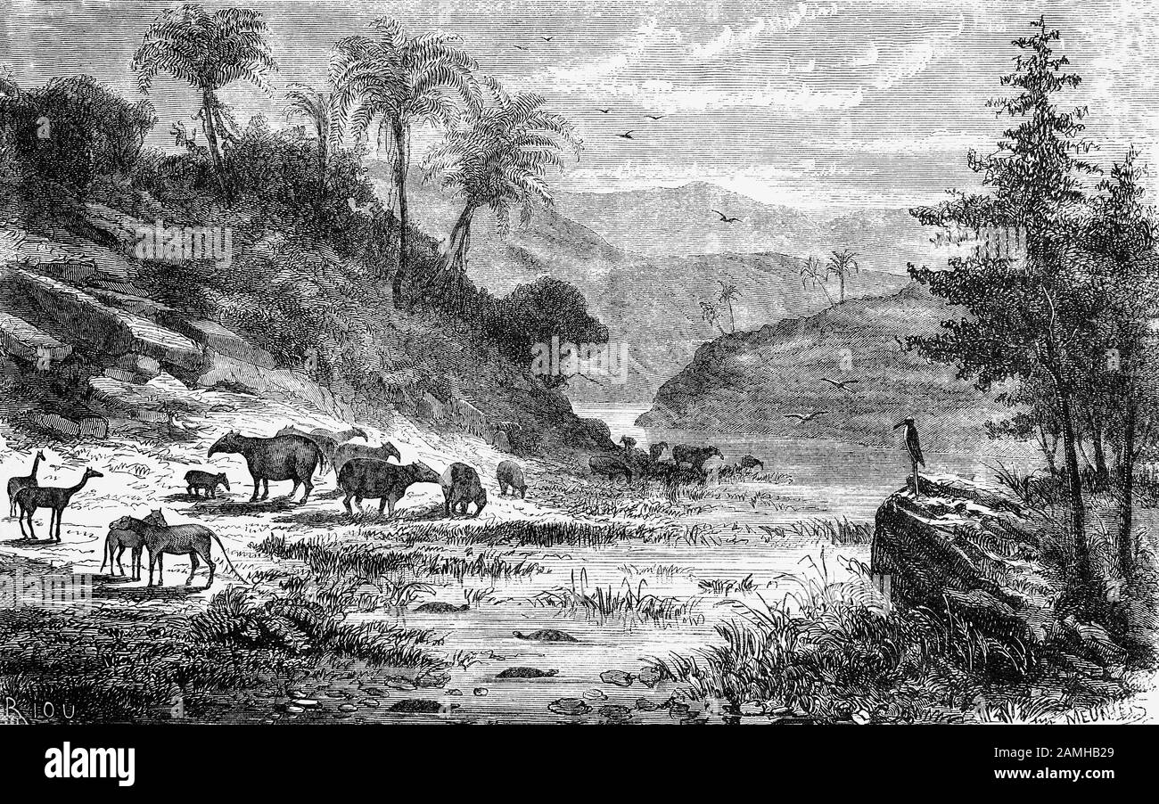 Un paesaggio durante L'Era terziaria, è un termine ampiamente usato, ma obsoleto per il periodo geologico da 66 milioni a 2,6 milioni di anni fa, durante il quale Paleotherium ('vecchia bestia'), un genere estinto di ungulato di perissodattile ruggito attraverso l'Europa. Anche se a volte proposto di essere ancestrale ai cavalli moderni sono ora considerati non parte della stessa discendenza. Foto Stock