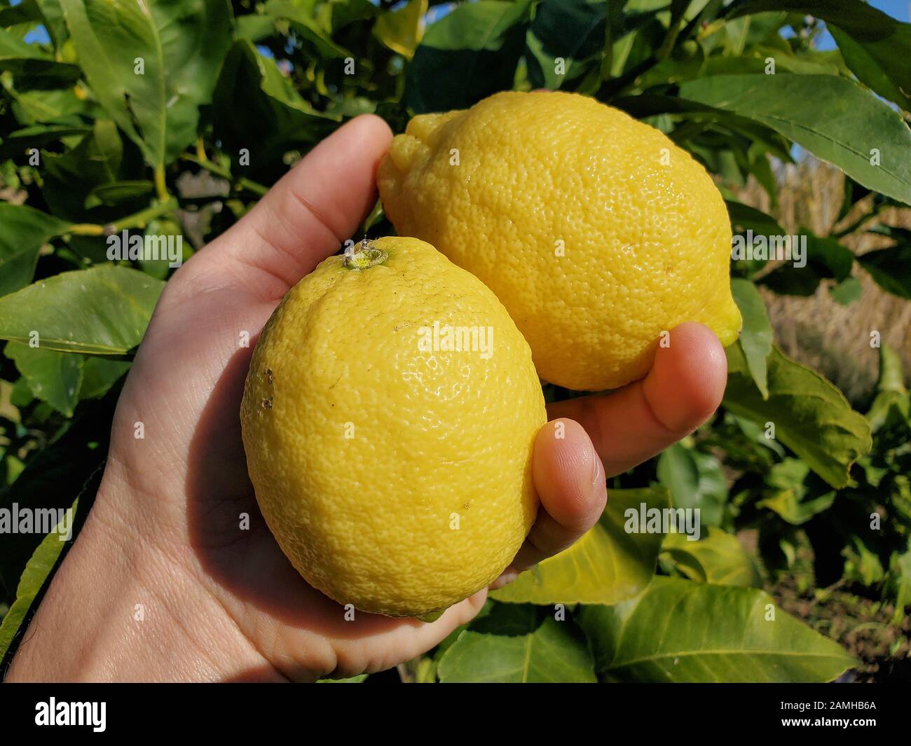 Human Hand hols italian Limons, artigianale frutta vera raccogliere, prodotto invernale Foto Stock