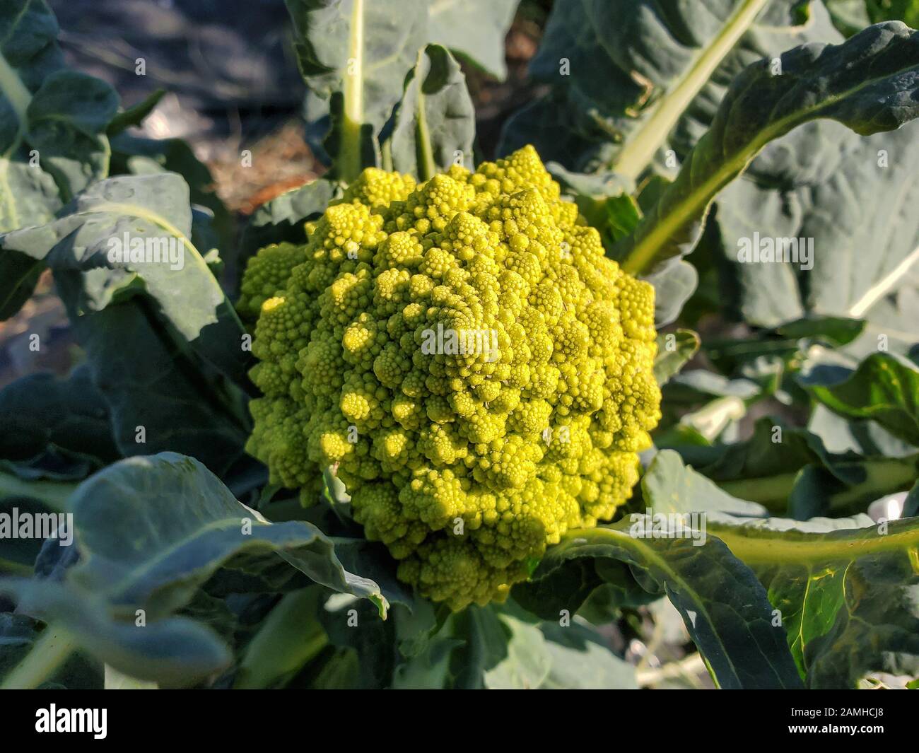 Fattoria di verdure di cavolo di broccoli, prodotti agricoli invernali Foto Stock