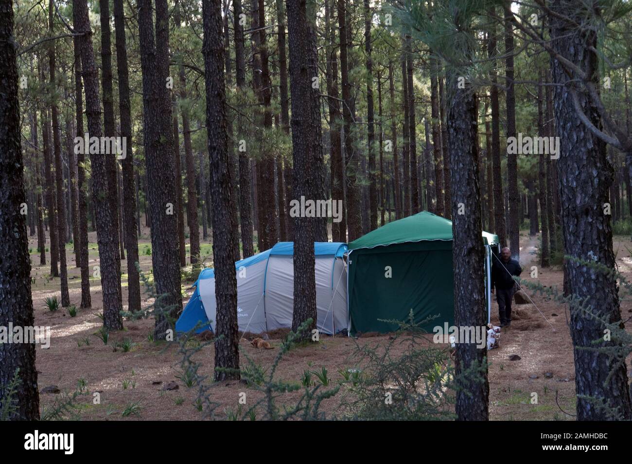 Wanderung vom Cruz Lanos de la Pez nach la Culata- Zelten im Wald, Tejeda, Gran Canaria, Kanaren, Spanien Foto Stock