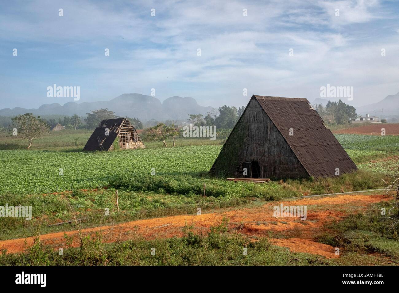 Granai cubani di tabacco. Foto Stock