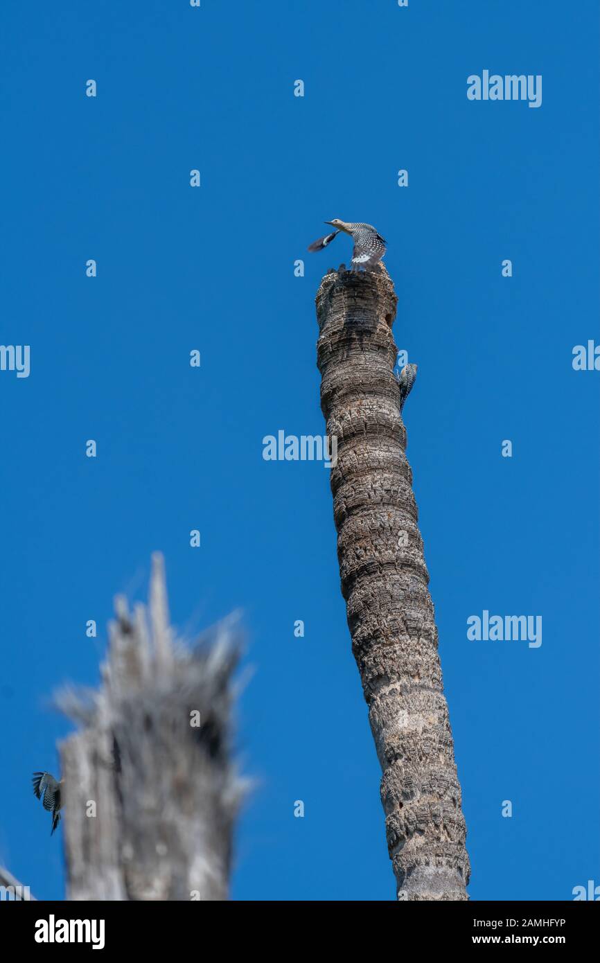 Una femmina Gila Woodpecker (Melanerpes uropygialis) prende il volo dalla cima di un tronco di palma rotto fuori in Baja California, Messico. Foto Stock