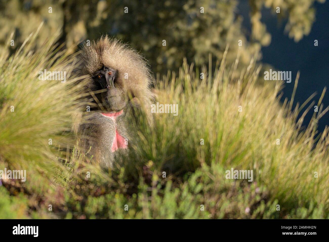 Gelada babboon nel Simien monta parco nazionale, Etiopia Foto Stock