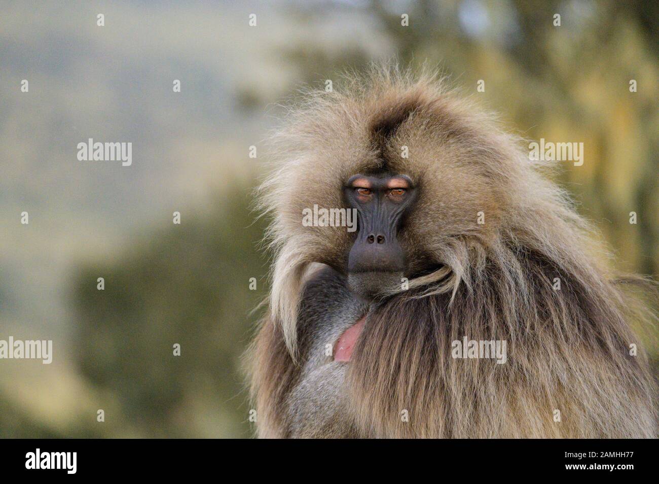 Gelada babboon nel Simien monta parco nazionale, Etiopia Foto Stock