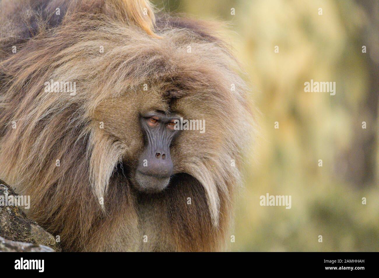 Gelada babboon nel Simien monta parco nazionale, Etiopia Foto Stock