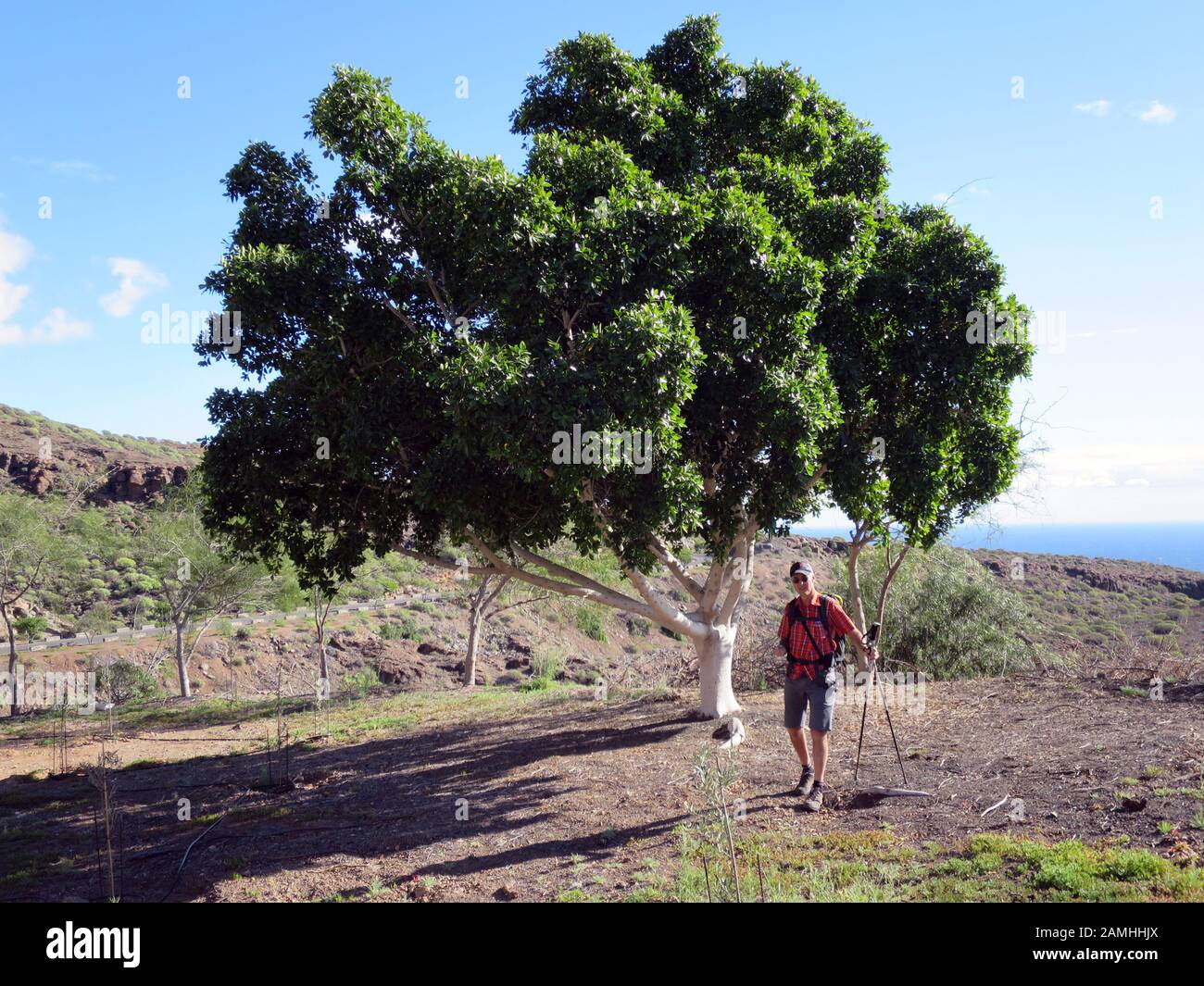 Echter Lorbeer, Gewürzlorbeer (Laurus nobilis) - Wanderung von Puerto de Mogan auf den Lomo de Tabaibales, Puerto de Mogan, Gran Canaria, Kanaren, Spa Foto Stock