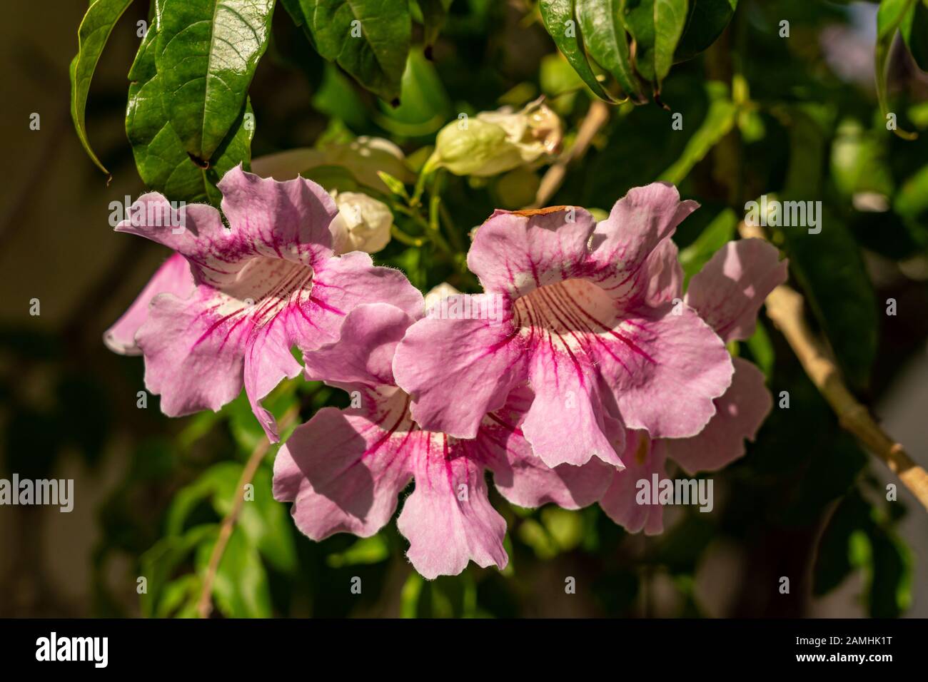 Close up dei fiori di Rosa vitigno a campana, Podranea brycei, mostrando indicazioni dettagliate e i peli nella gola del fiore Foto Stock