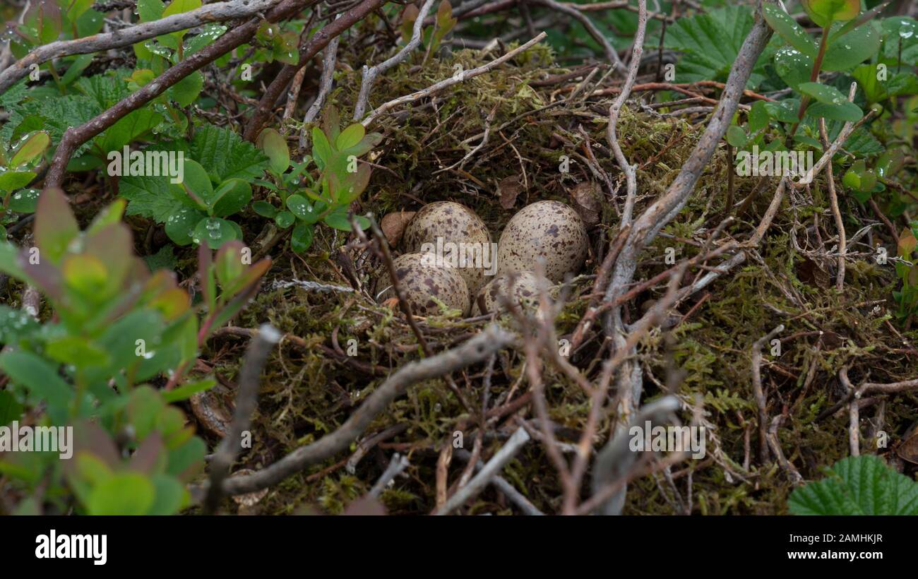 Quattro uova di uccello naturali in un nido Foto Stock