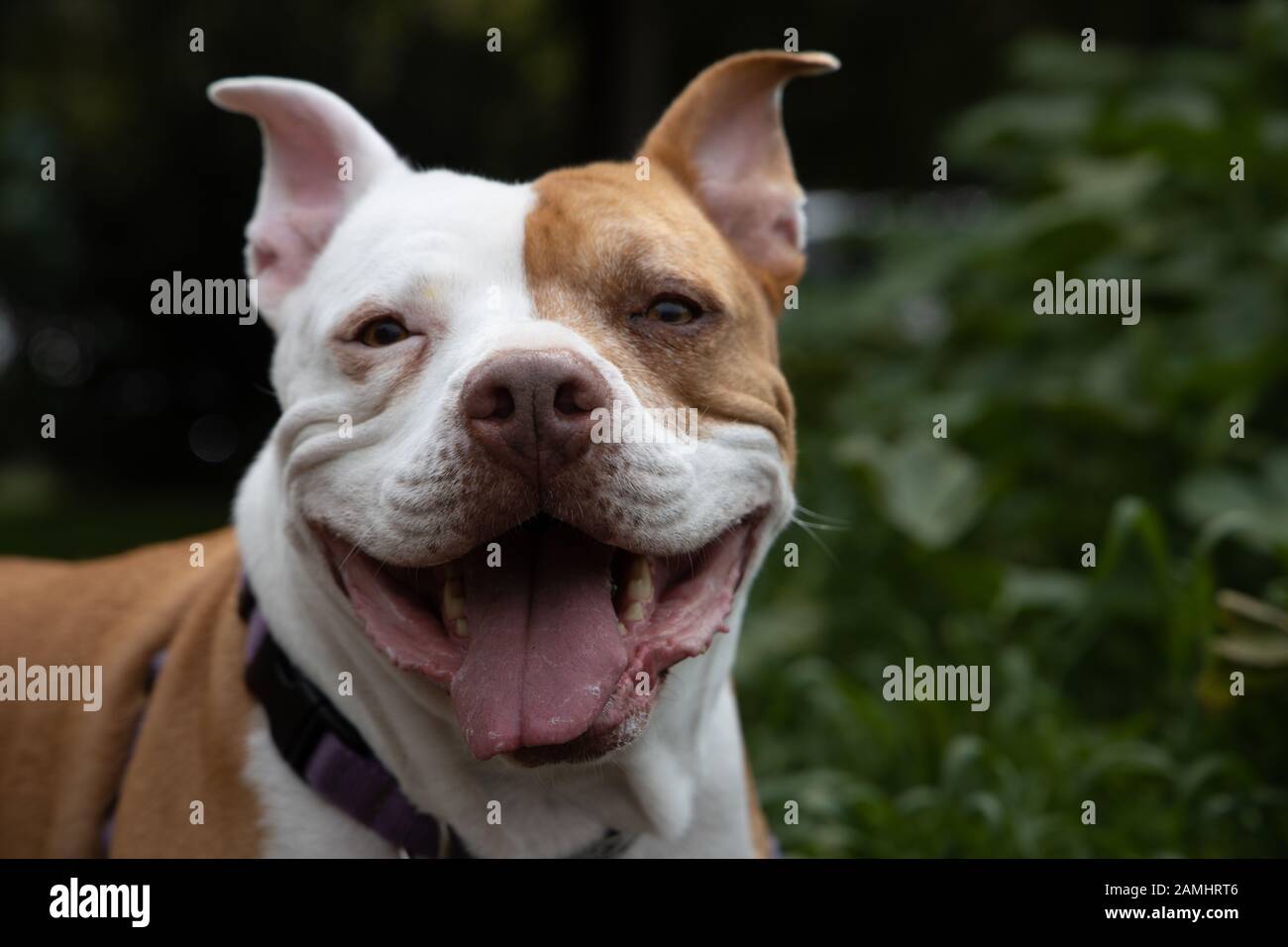 Primo piano di cani testa Pit Bull con la sua bocca aperta felice aspetto Foto Stock