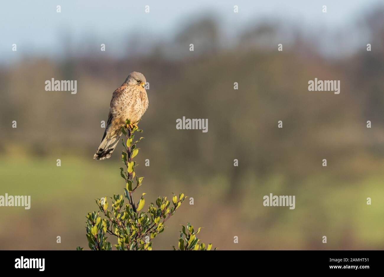 Un singolo gheppio maschio (UK) arroccato sulla cima di un albero di biancospino. Foto Stock