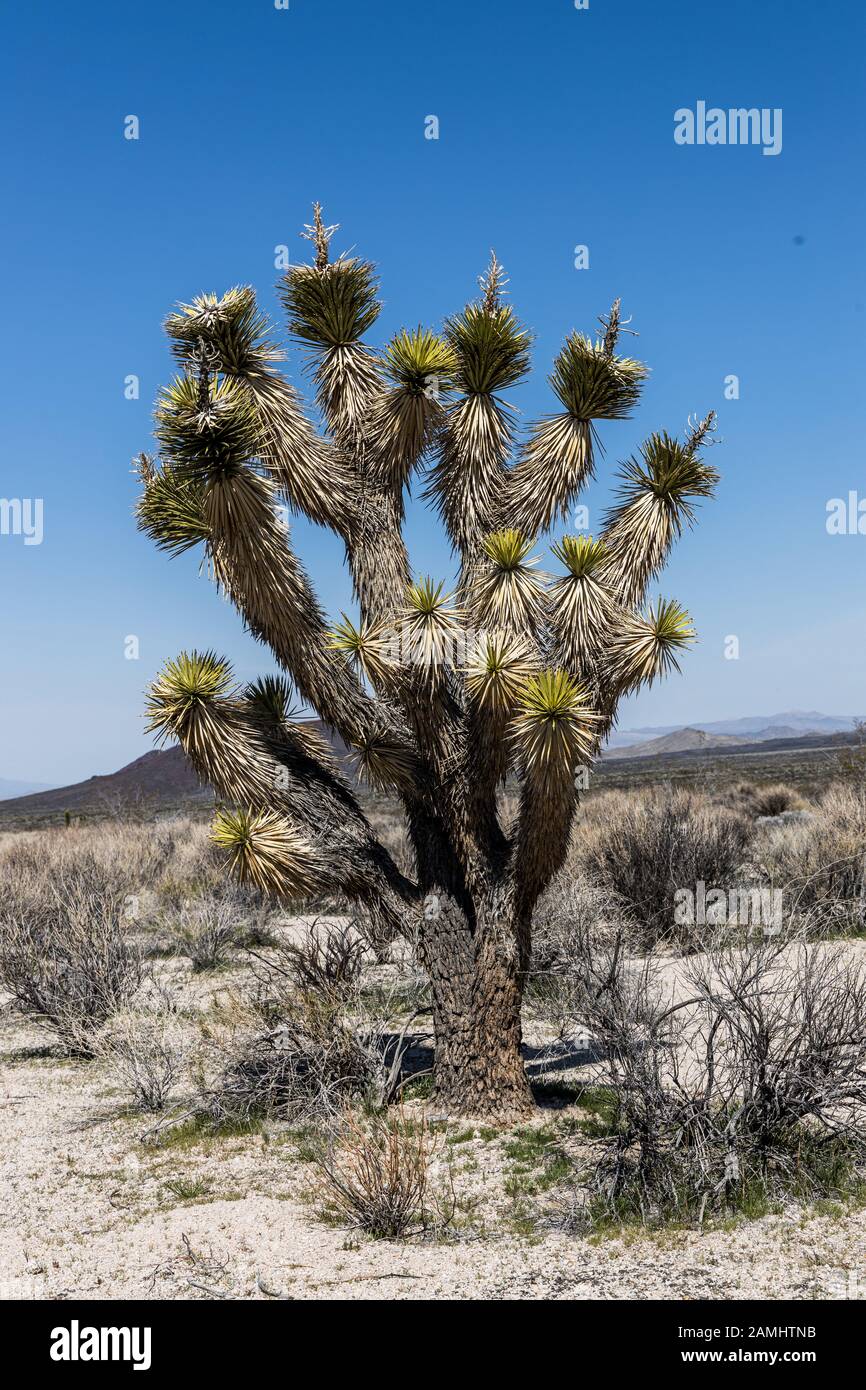 Vista sul deserto con albero di yucca in primo piano nella Riserva nazionale di Mojave California USA Foto Stock