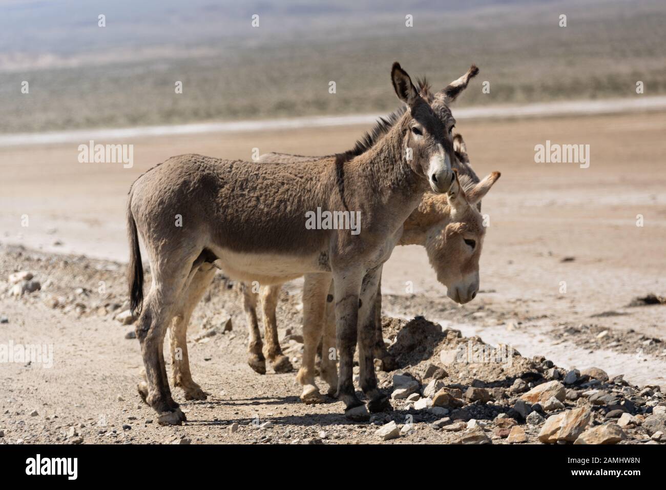Primo piano di due asini selvaggi o burros vicino a Ballaret nella contea di Inyo nel sud della California deserto USA Foto Stock