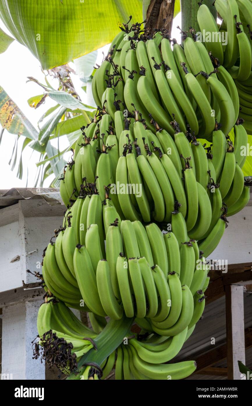Coltivazione di piante di banane a Santa Lucia, Antille, Caraibi. Foto Stock