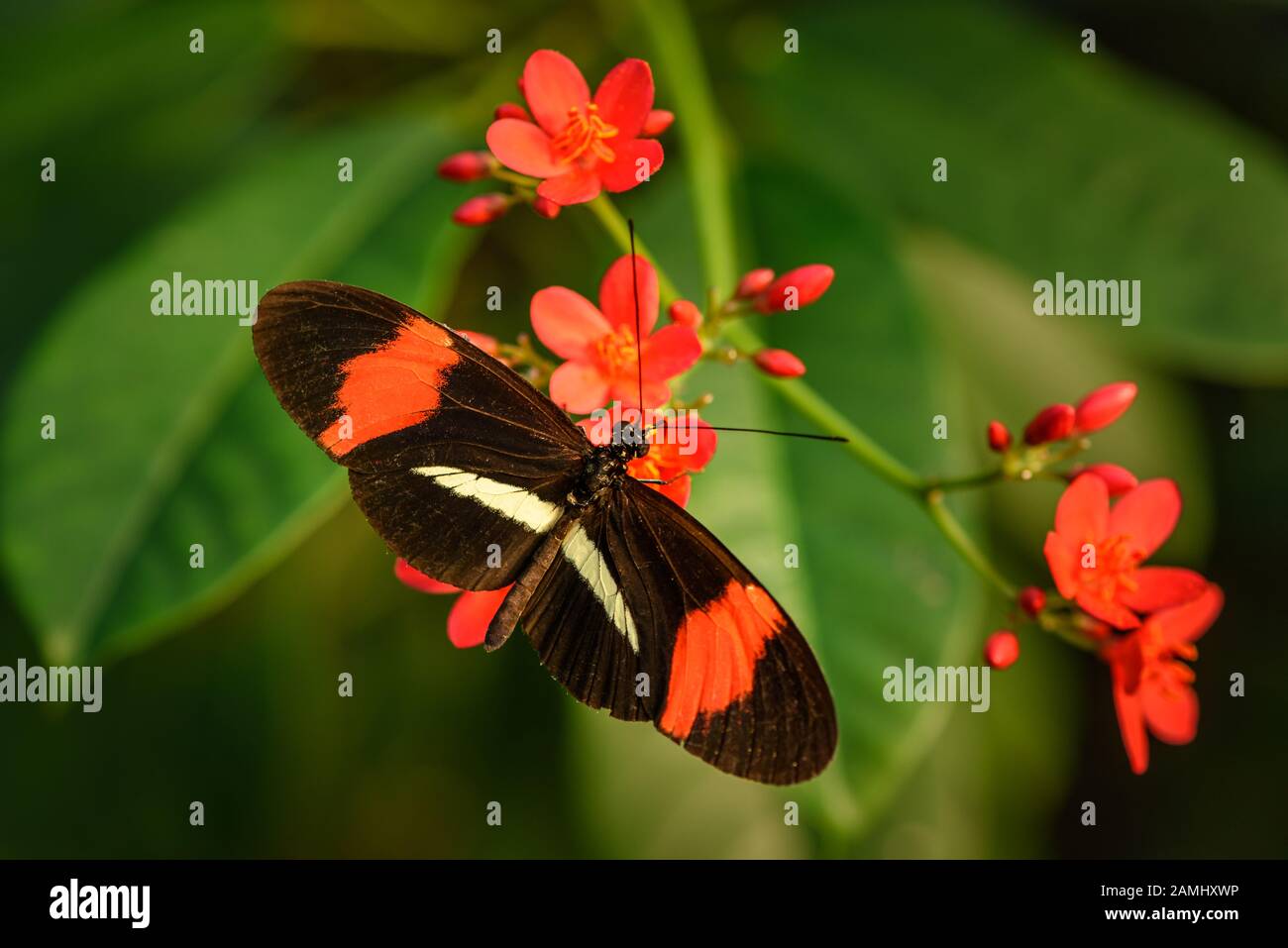 Heliconius erato o farfalla postmanina rossa che alimenta nettare da un fiore rosso Foto Stock