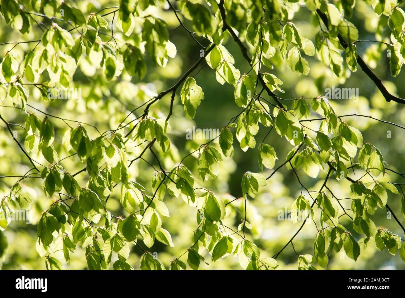 Particolare delle foglie di un faggio in primavera con foglie verdi fresche Foto Stock