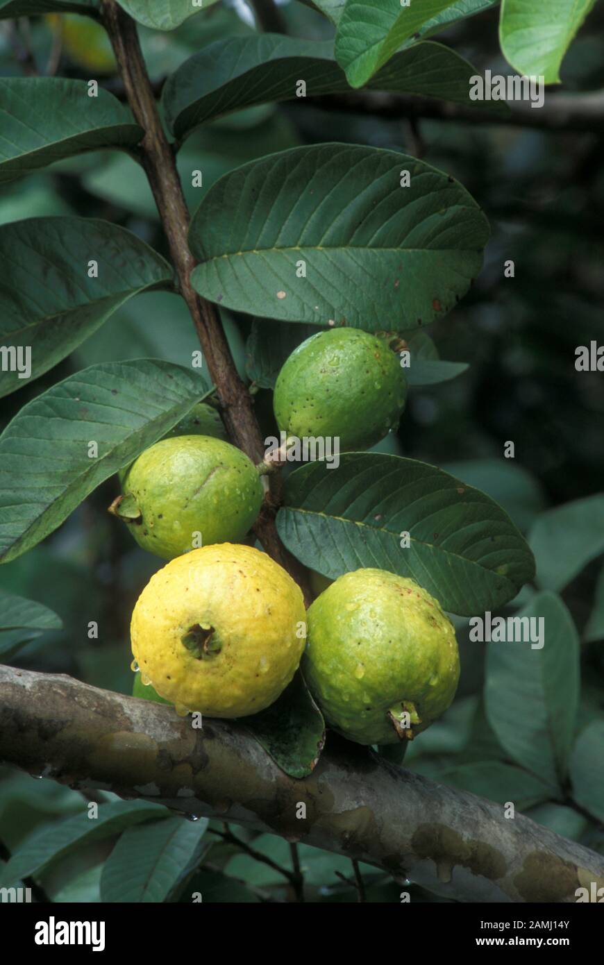 Frutti di guava sull'albero (Psidium guajava); Myrtaceae) Hawaii. Foto Stock