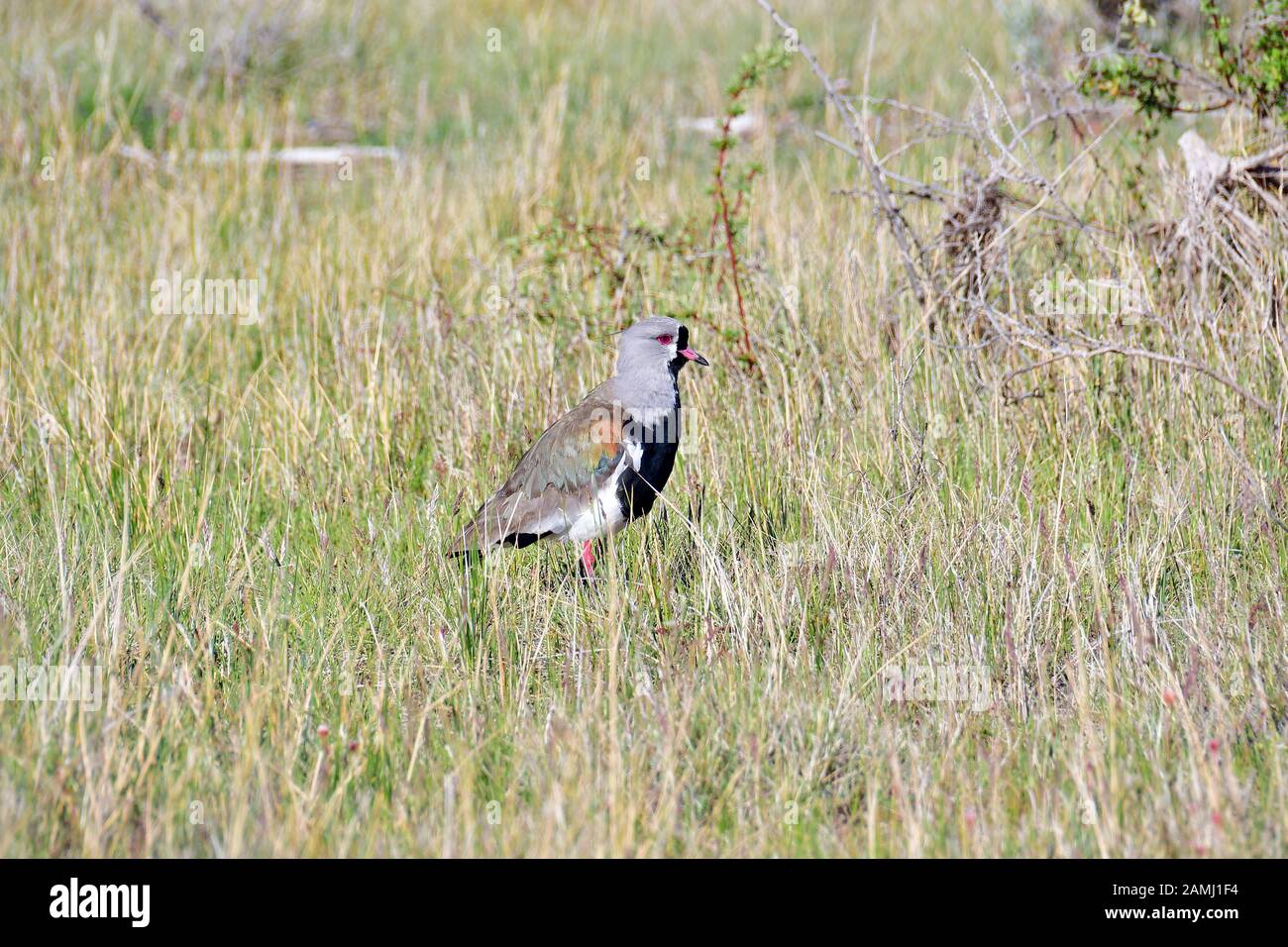 Southern pavoncella, Vanellus chilensis, Bronzekiebitz, Reserva Laguna Nimez, El Calafate, Santa Cruz Provincia, Argentina, Sud America Foto Stock