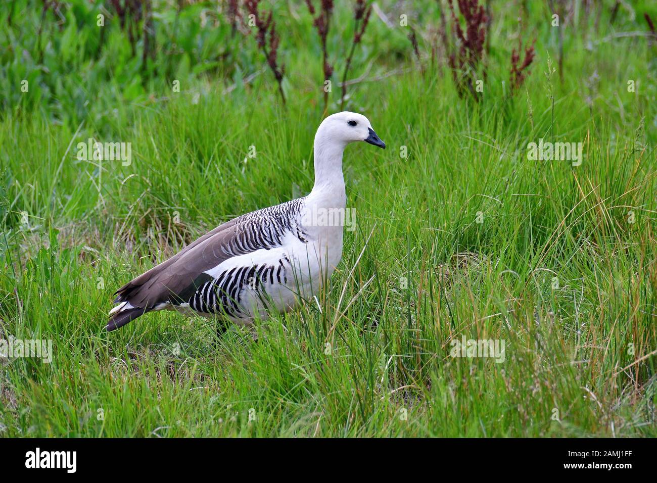 Magellan goose, Chloephaga picta, Magellangans, Reserva Laguna Nimez, El Calafate, Santa Cruz Provincia, Argentina, Sud America Foto Stock